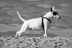 dog, nature, animal, pit bull terrier, terrier, tail, pet, mates, ears