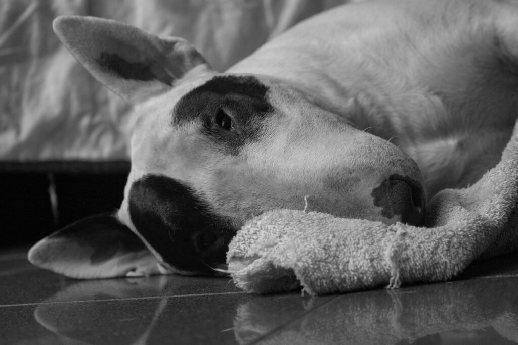 bull terrier, pet, dog, animal, black and white