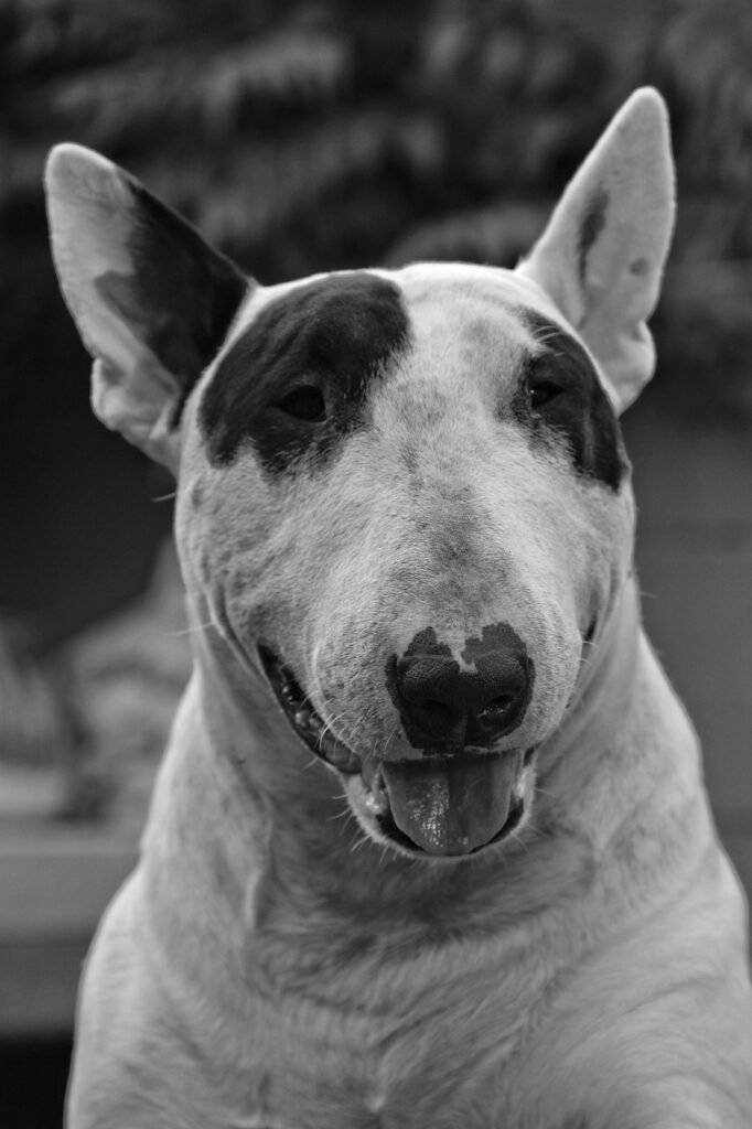 dog, bull terrier, white
