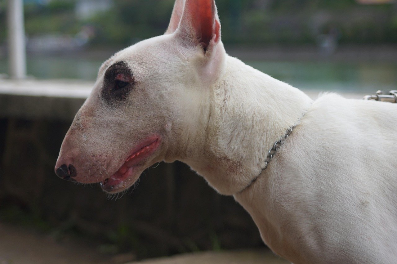 dog, animal, pets, bull terrier, animals, nature, puppy, pet, dog profile