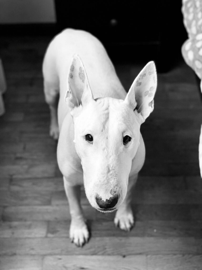 Black and white portrait of a Bull Terrier standing indoors on a wooden floor.